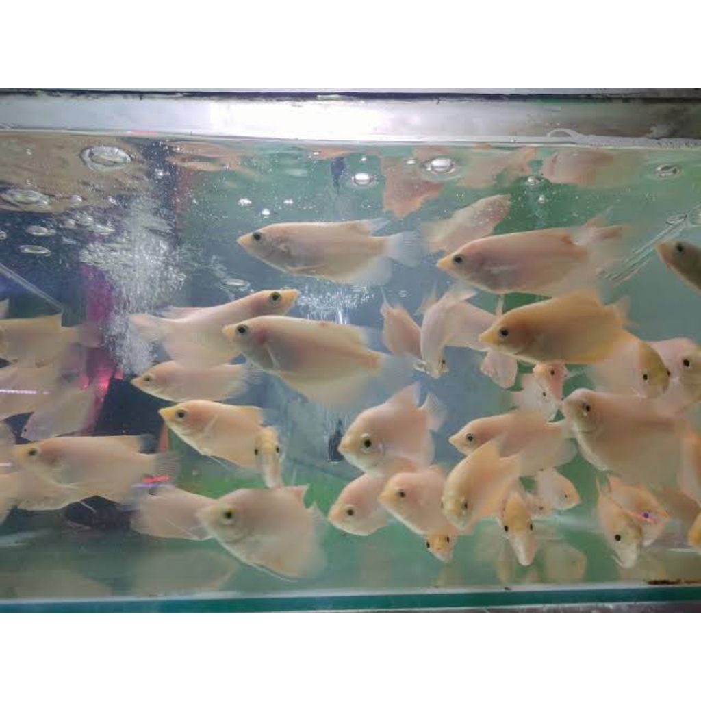 ikan gurame padang