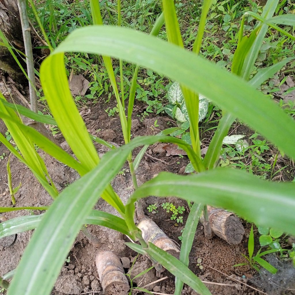 bibit tebu hijau buah