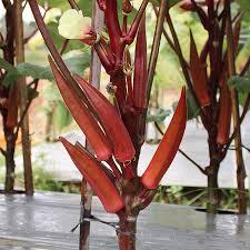Tanaman okra merah Bibit sayur okra merah sudah tumbuh