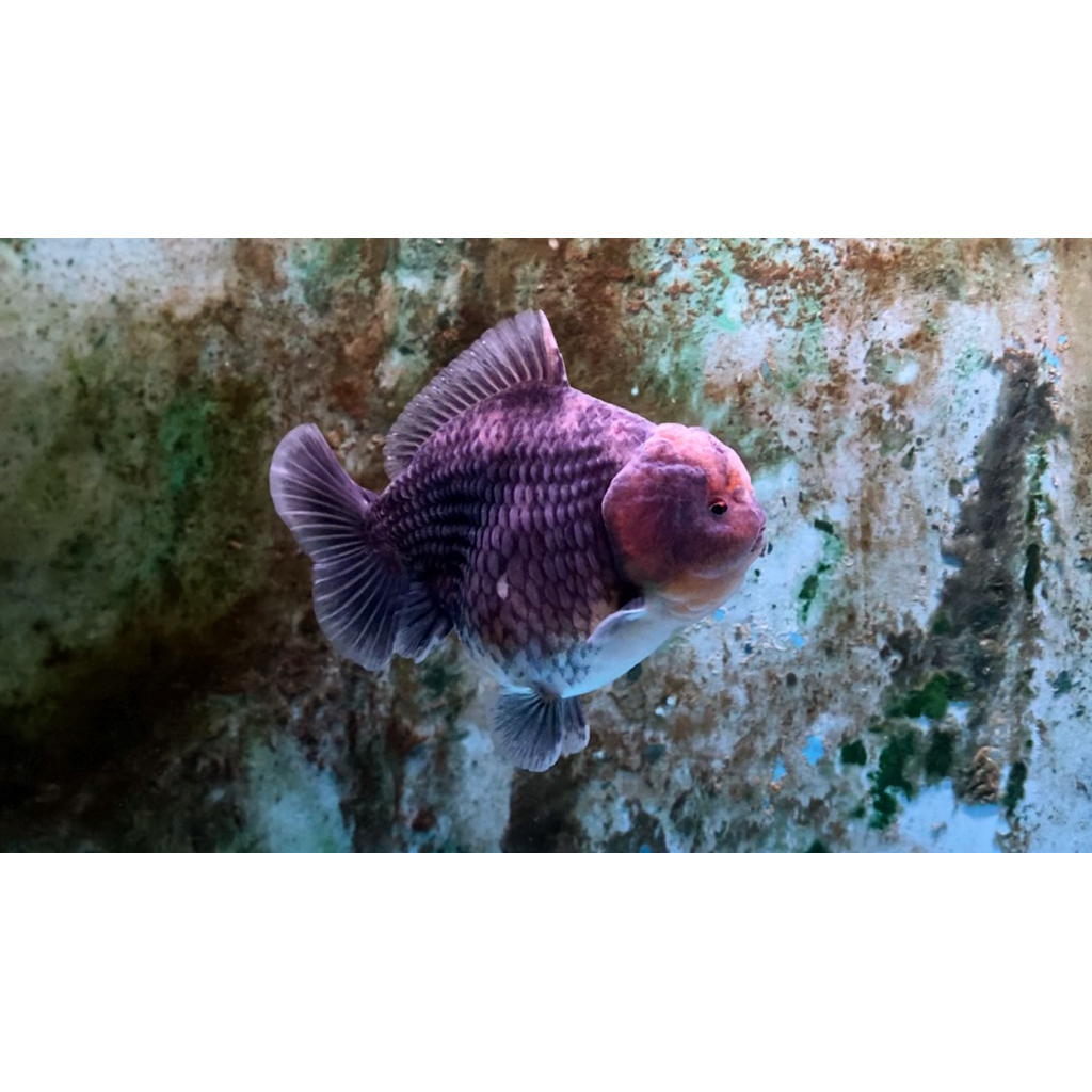 IKAN MAS KOKI ORANDA GRADE A PREMIUM WARNA BLUEBASE KIRIN FULL WEN