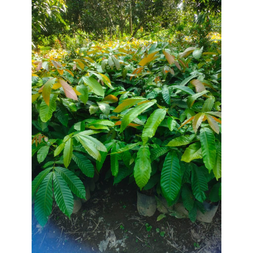 BIBIT BUAH MATOA SUPER