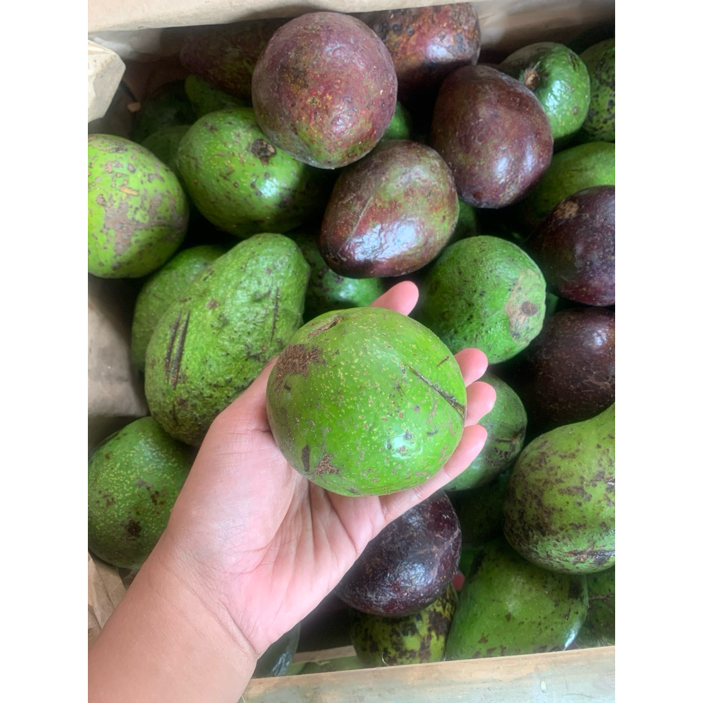 Alpukat Mentega Matang - sudah matang, Manis, Daging tebaln