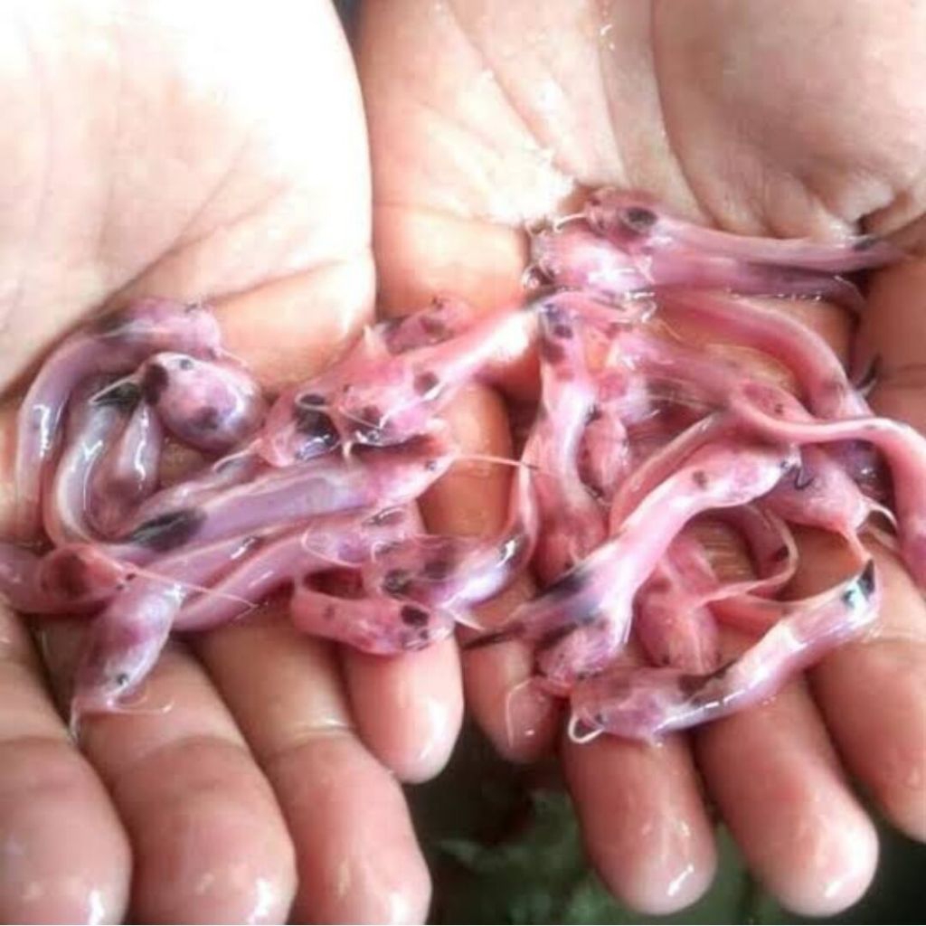 Hiasan Akuarium Lele Belang Albino 20 ekor 30k