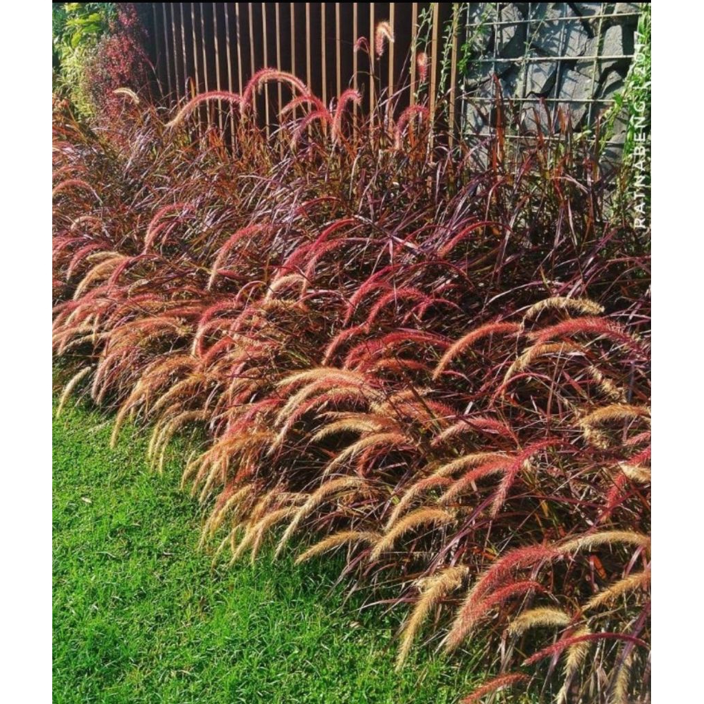 Tanaman Alang alang merah - Alang alang merah