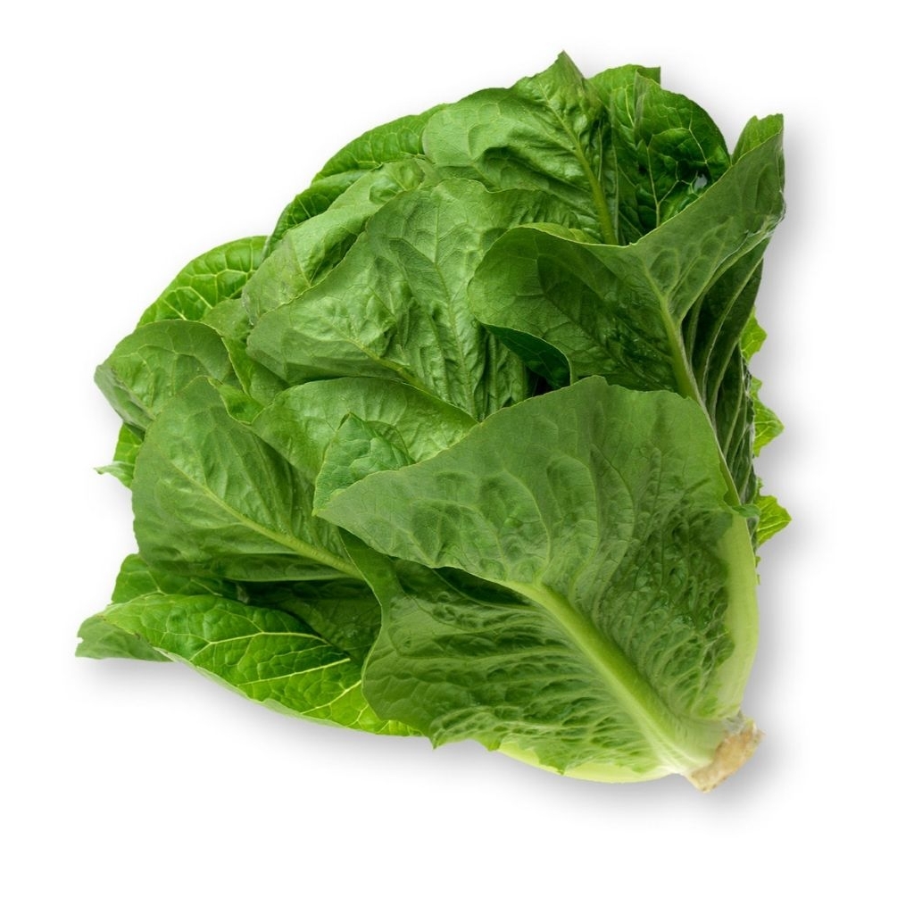 letuce romaine