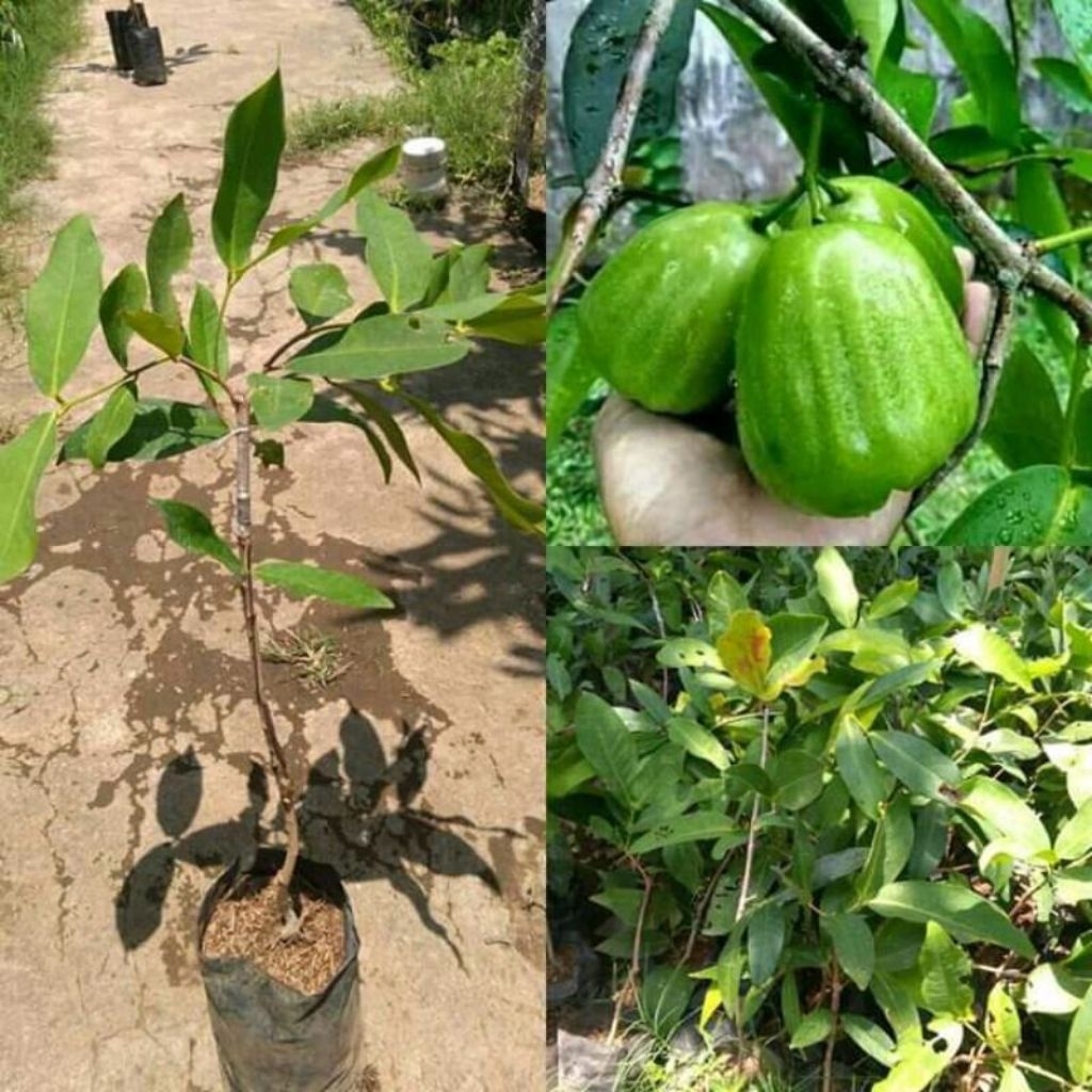 bibit jambu air kiojok cangkok