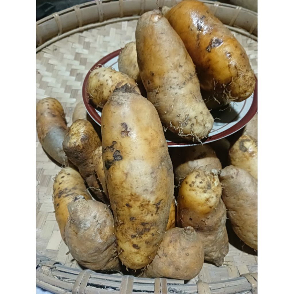 gembili ketan pengantin nasi