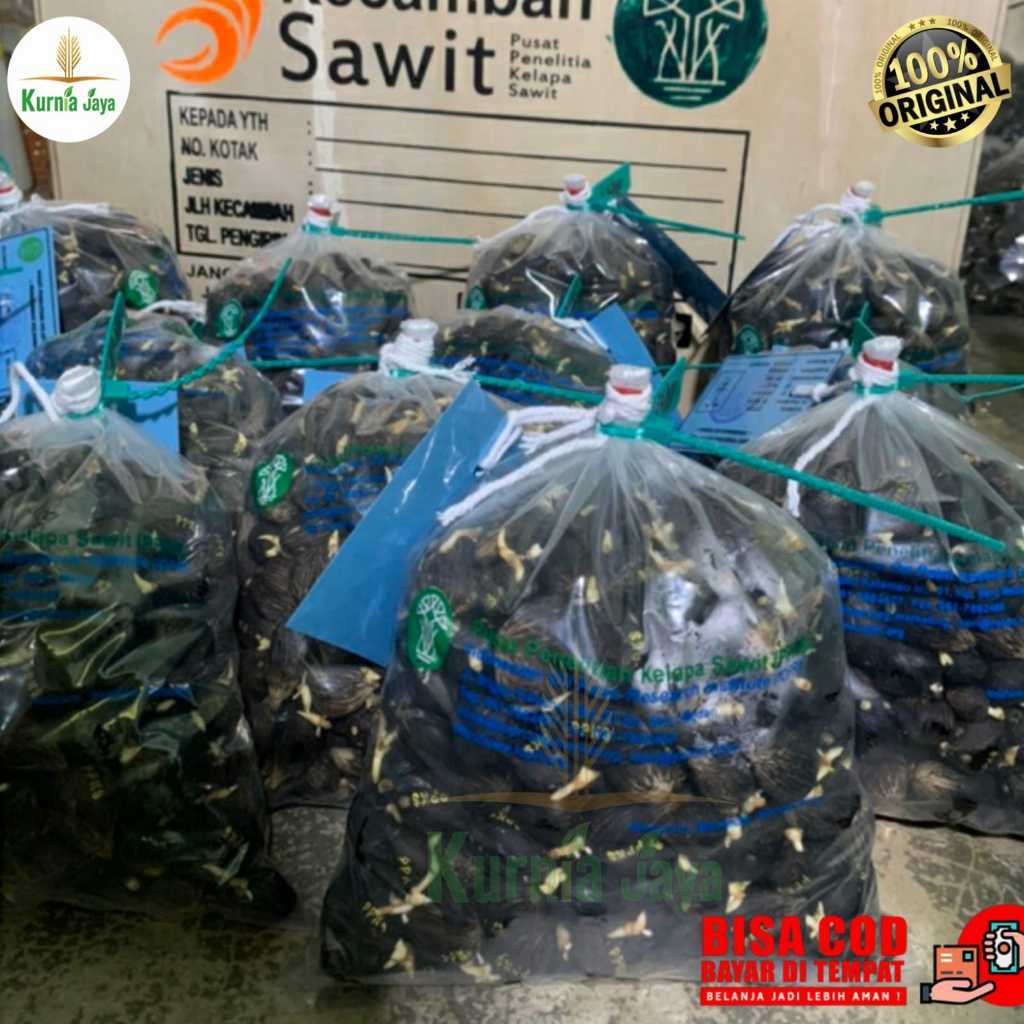 Bibit Kelapa Sawit Unggul Asli Medan - Ppks, Tn1, Topaz, Damimas, Sriwijaya - Bersertifikat isi 250 
