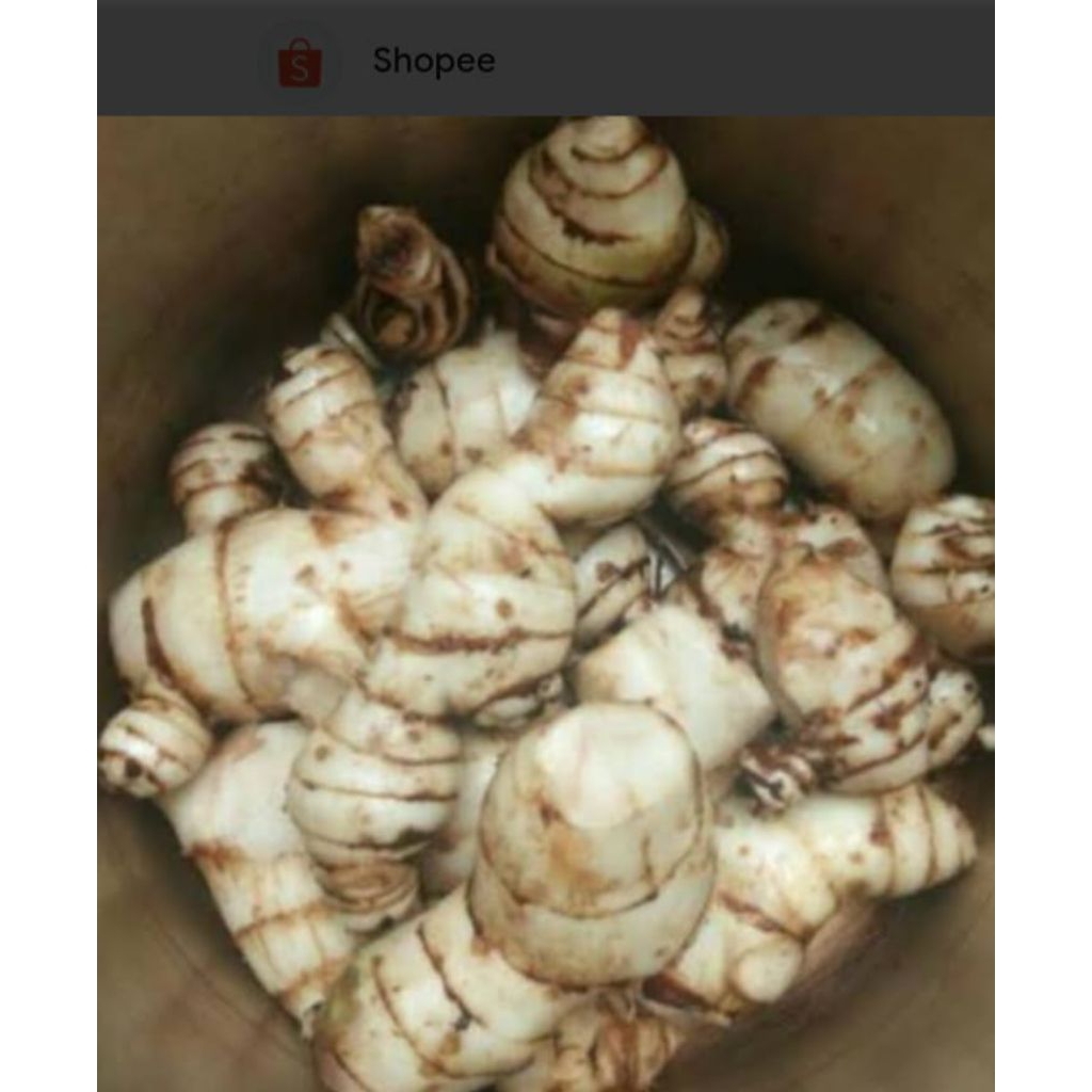 lengkuas putih 1kg