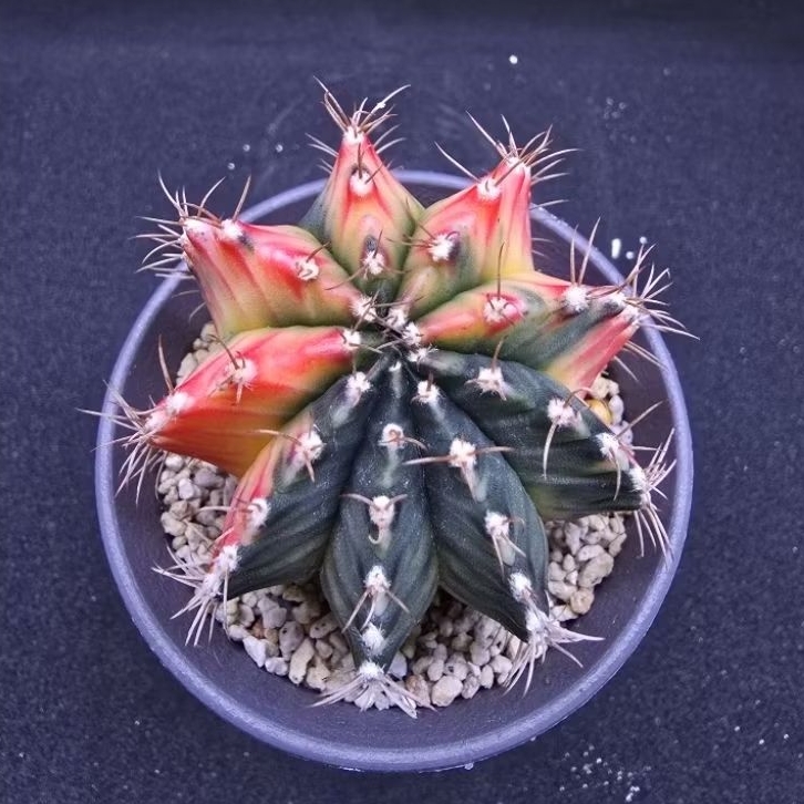 Kaktus Gymno Variegata half rata (Gymnocalycium mihanovichii)