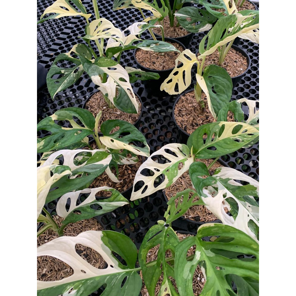 monstera acuminata varigata/janda bolong varigata /janbol jepang (1 - 2 daun)
