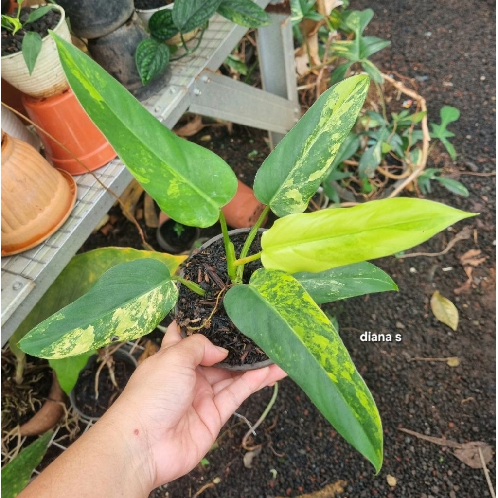 tanaman hias philodendron domesticum variegata