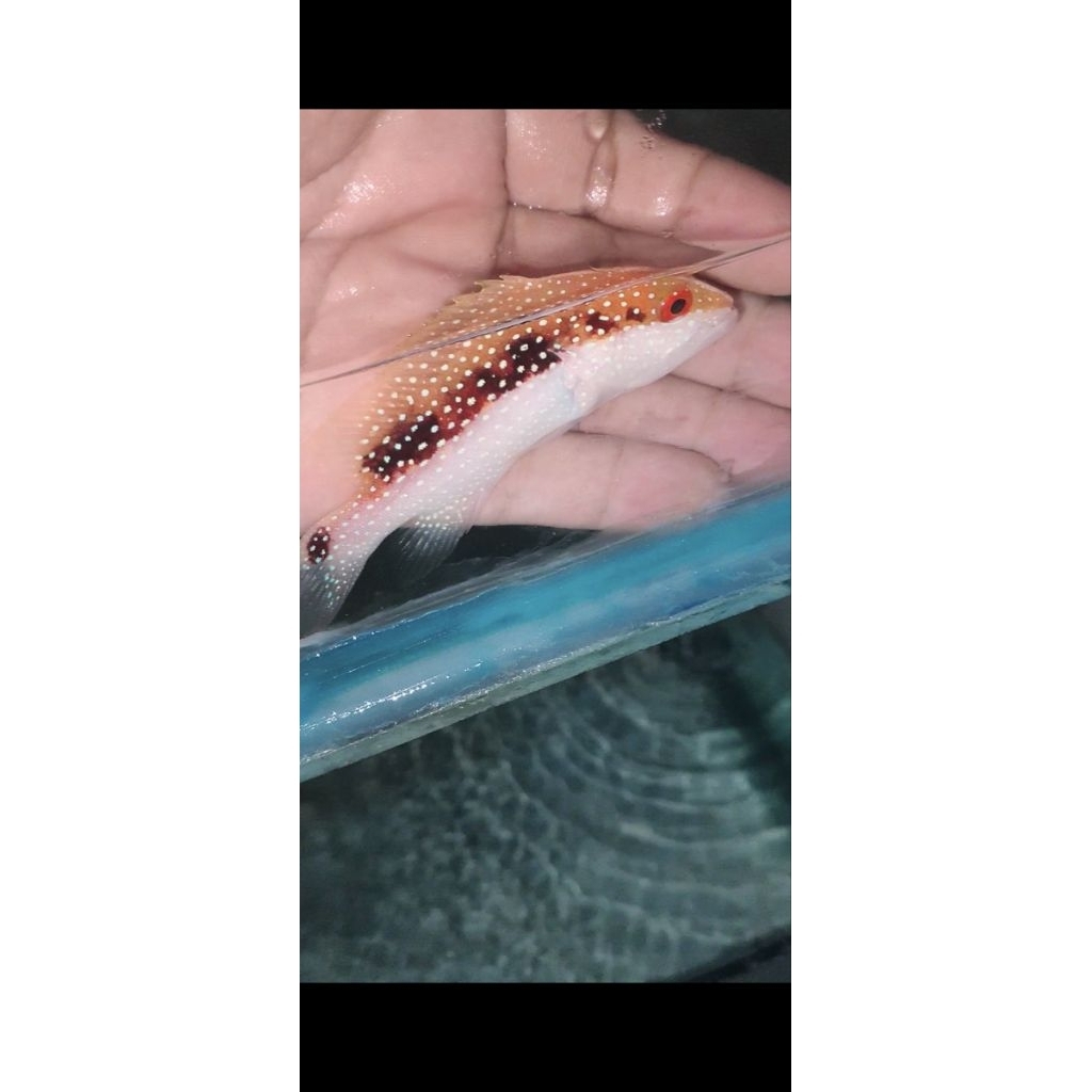 ikan hias laut kerapu ekor gunting M