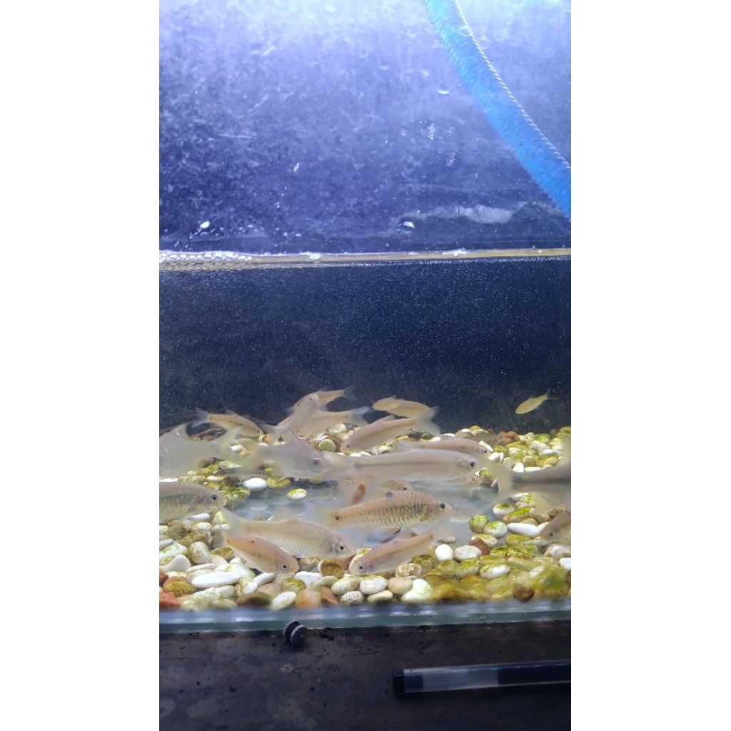 ikan wader cakul/wader