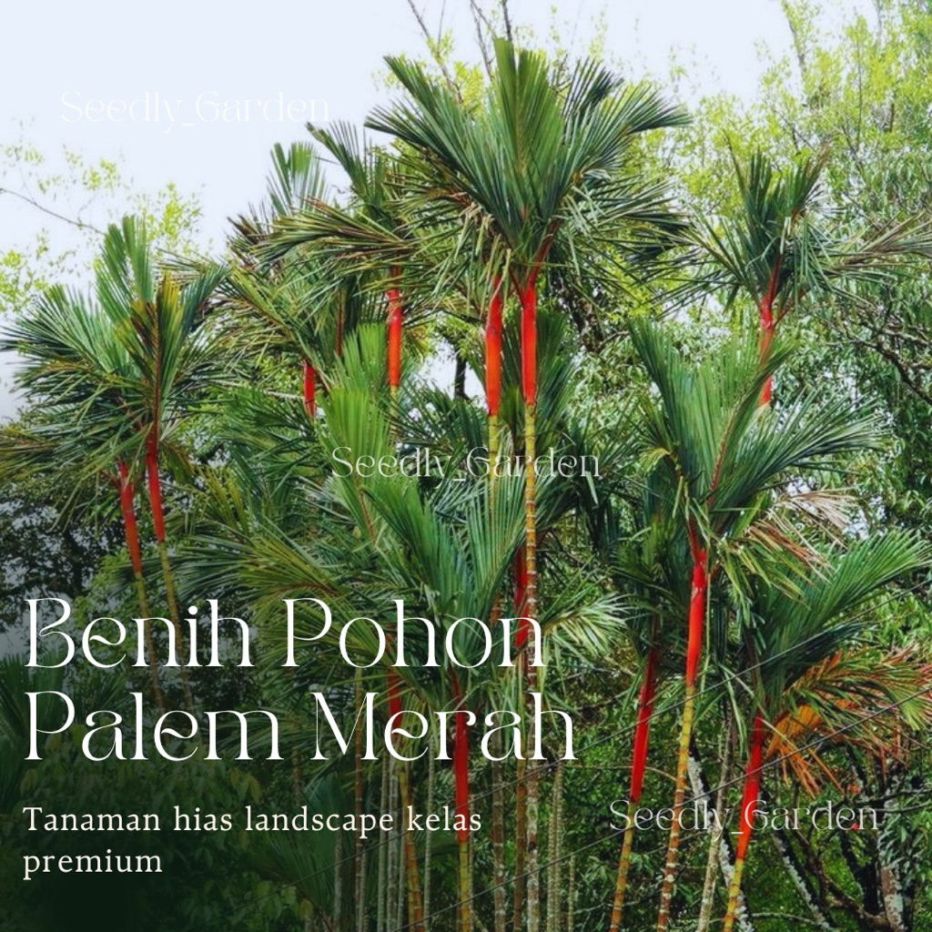 Seedly plant - 10 Butir Benih Pohon Palem Merah | Palem Lipstik