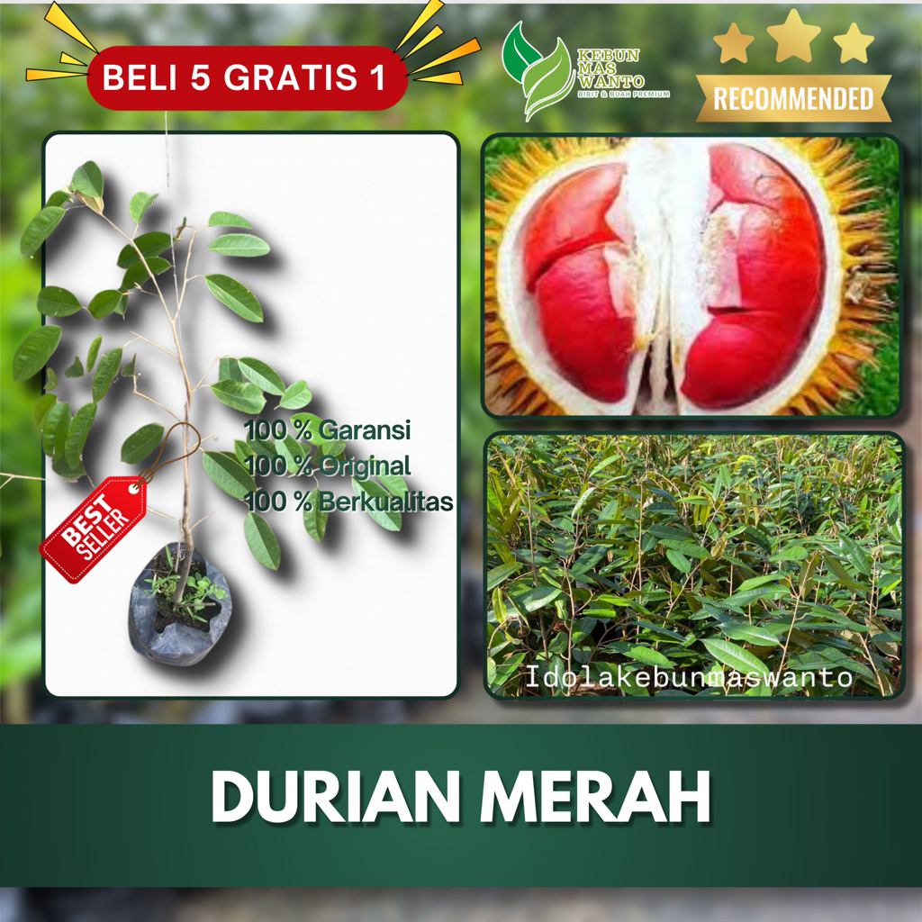 BIBIT DURIAN VARIETAS MERAH HASIL OKULASI-BIBIT DURIAN MERAH-BIBIT BUAH DURIAN MERAH-BUAH DURIAN