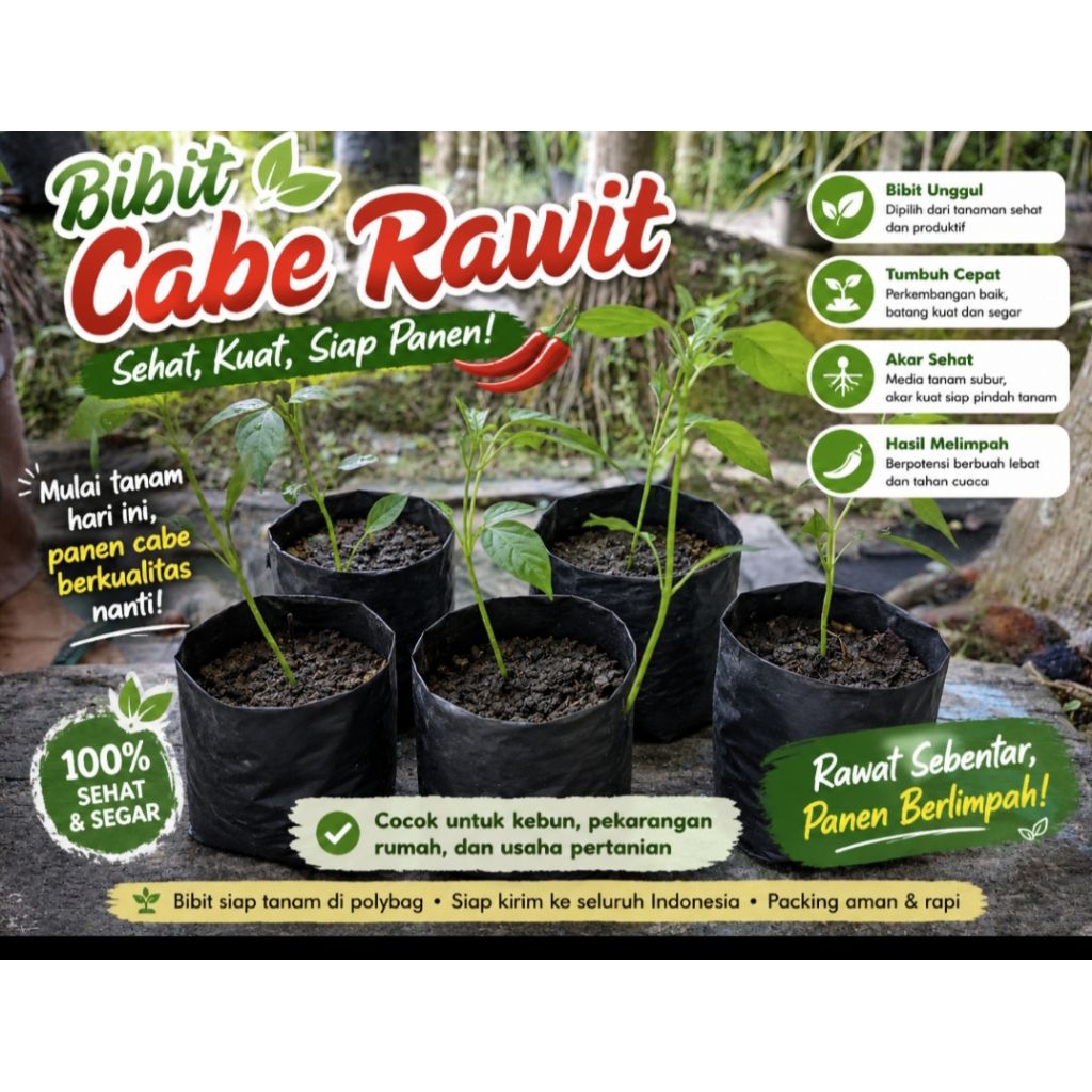 Bibit Cabai Rawit Premium