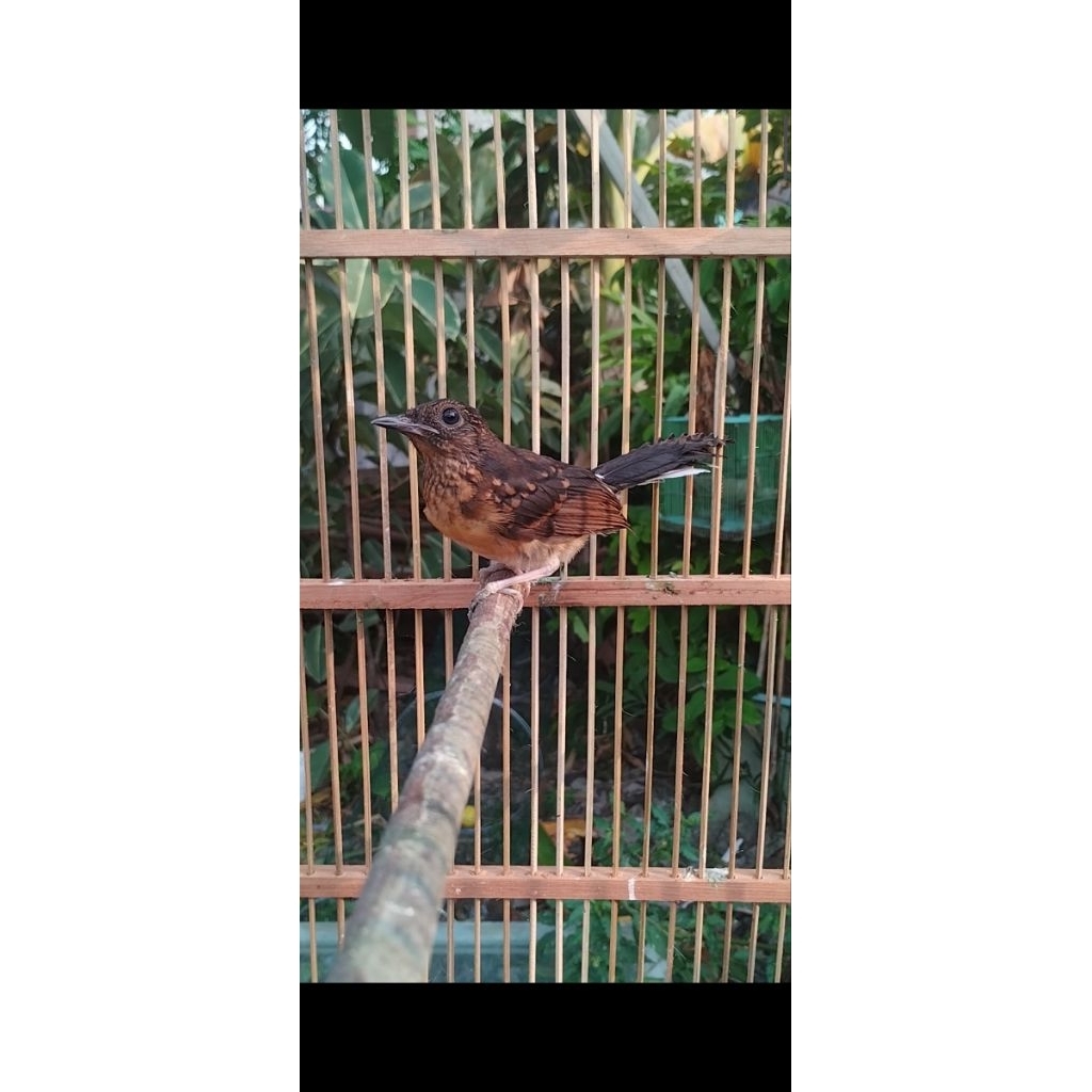 Murai trotol jantan