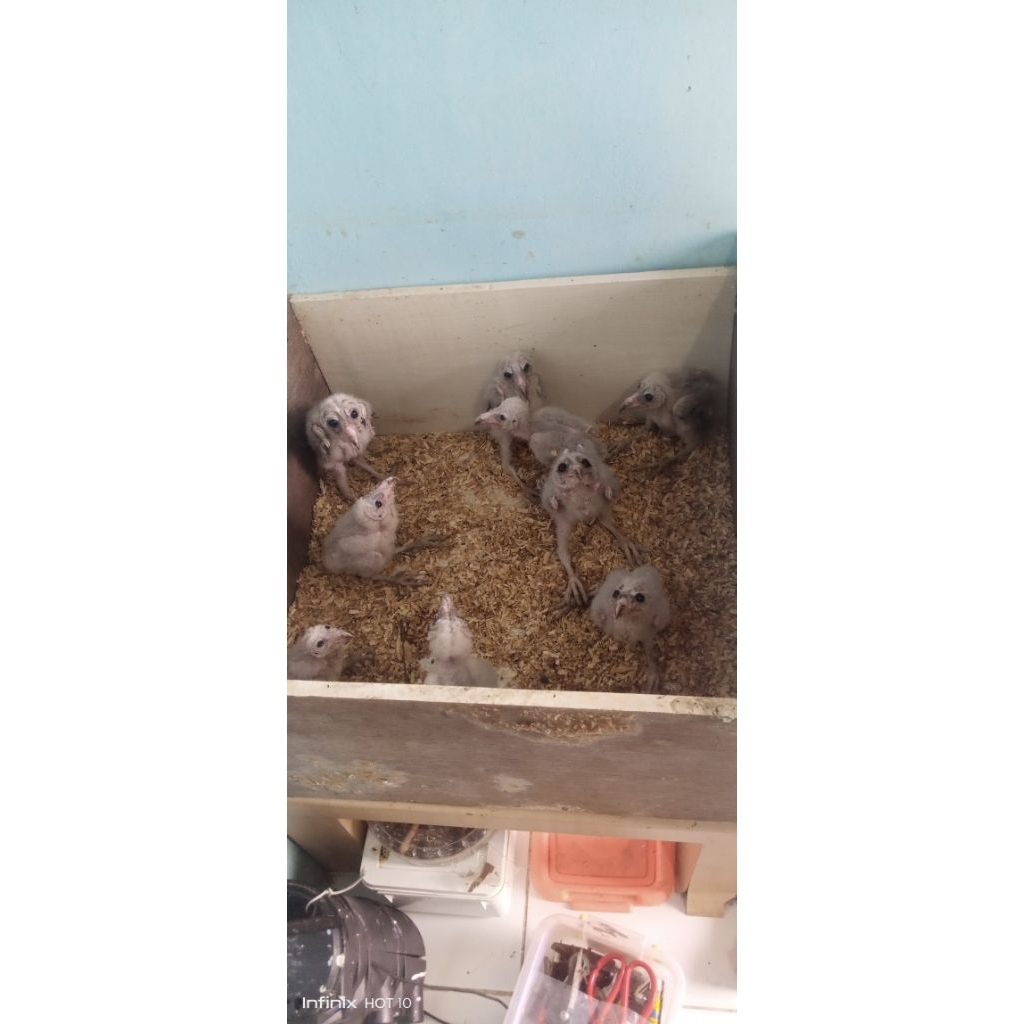 tyto alba anakan jinak