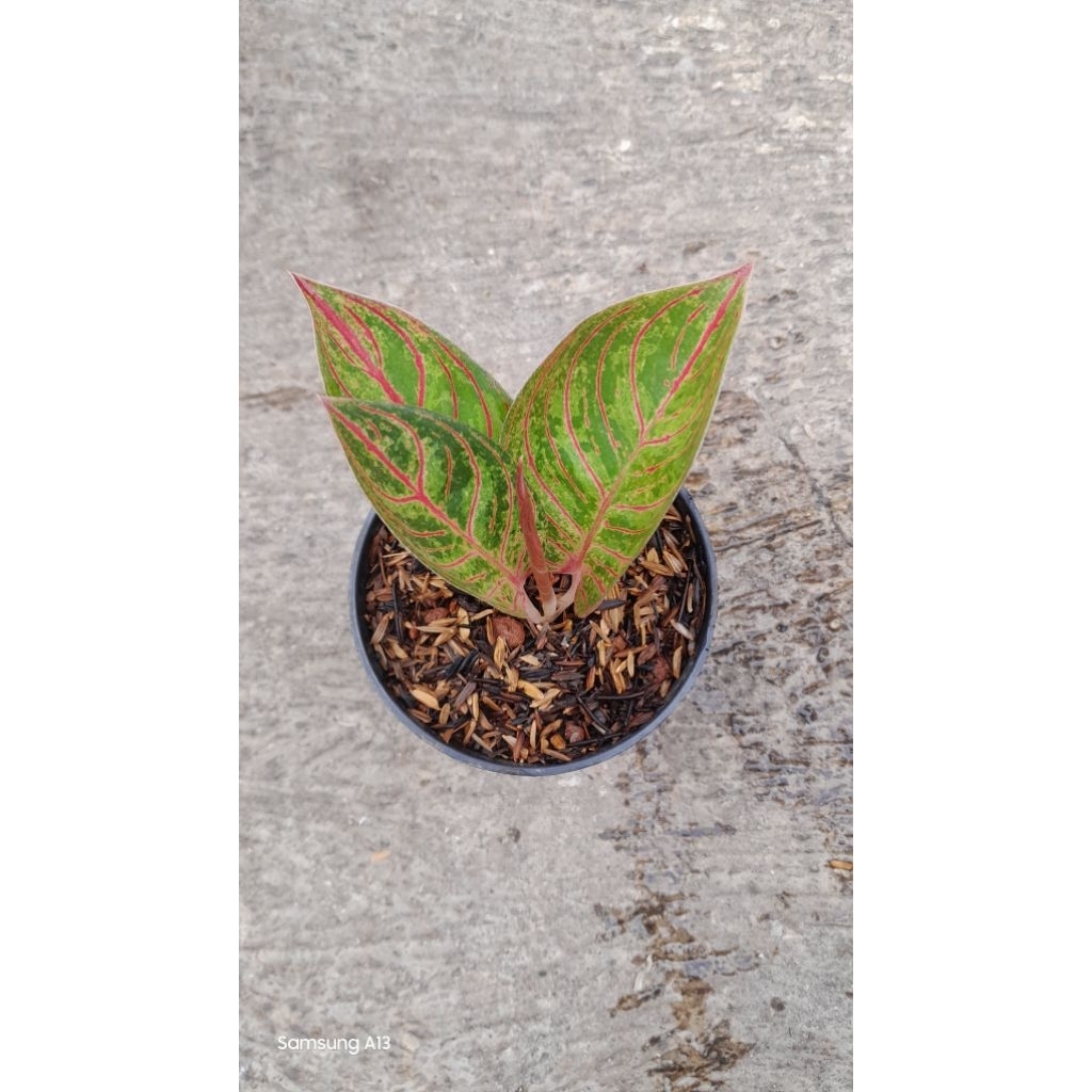 Aglonema Kresna Golden (Size Baby) (7)