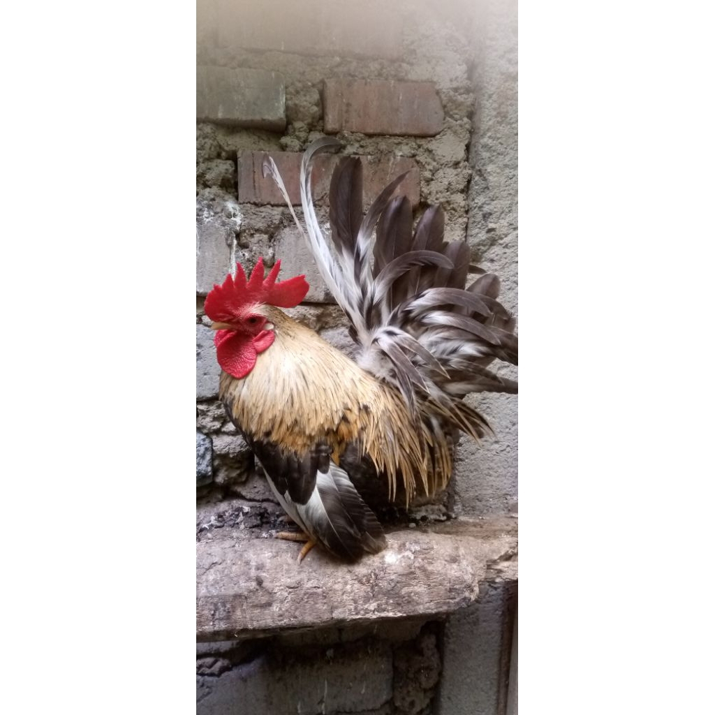 Ayam Kate Jantan Dewasa Jenis Matamaram