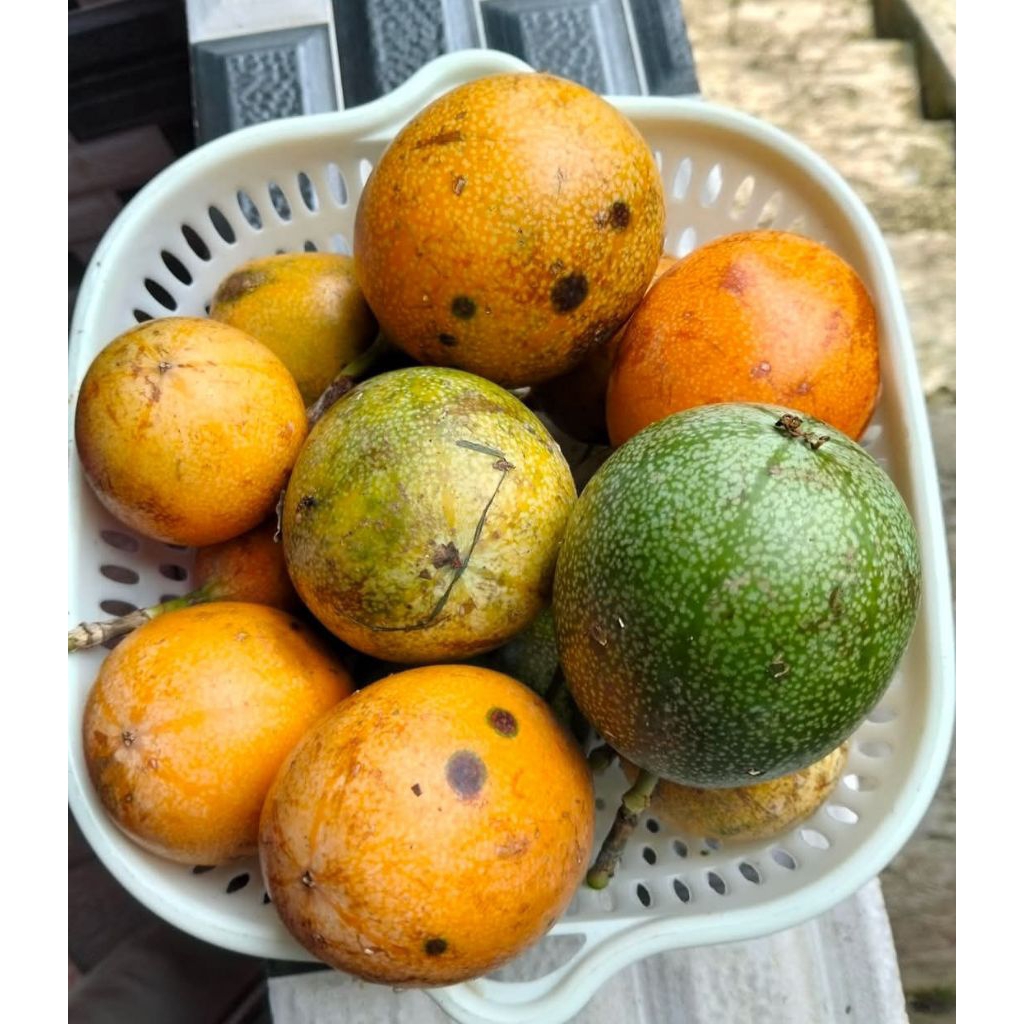 Buah markisa/konyal segar dan manis1kg
