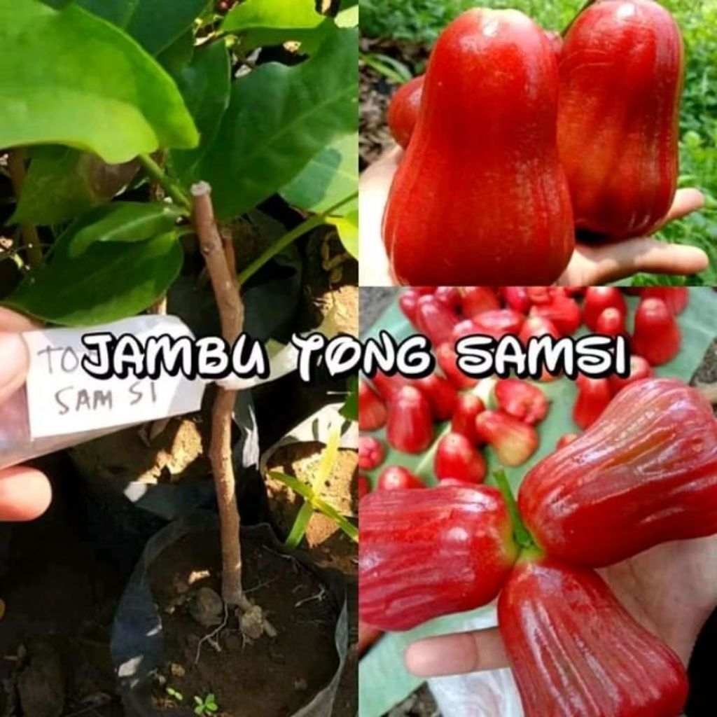 Bibit Jambu Air Tongsamsi Buah Jumbo Tabulampot