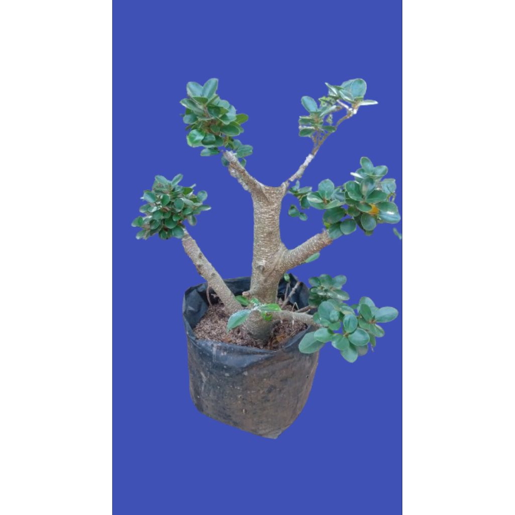 Paket hemat dengan kualitas terbaik bonsai kimeng dolar mikro