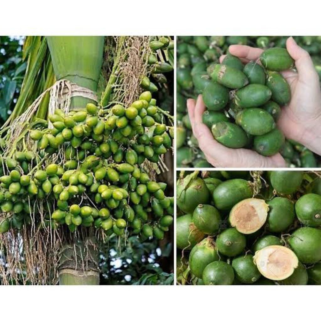 PROMO PINANG MUDA SEGAR 1 KG /BUAH PINANG /JAMBE MUDA/PINANG MUDA