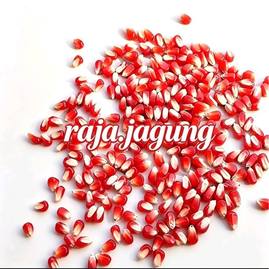 JAGUNG KRISTAL MERAH CILILIN 250 GR PAKAN BURUNG DARA MERPATI AYAM DAN UNGGAS LAINNYA