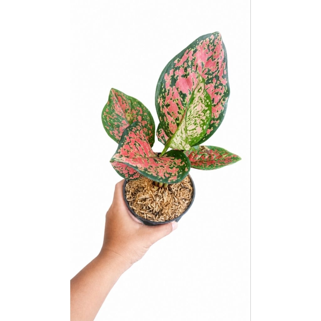 Aglaonema Dud Anjamani