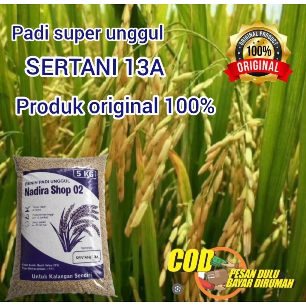 Benih bibit padi sertani 13A original kemasan 5kg