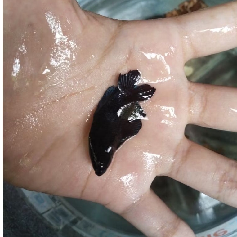 [TIDAK BERGARANSI] PLAKAT BAGAN DT DOUBLE TAIL MALE/ CUPANG SPESIAL CUPANG ADUAN GACOR