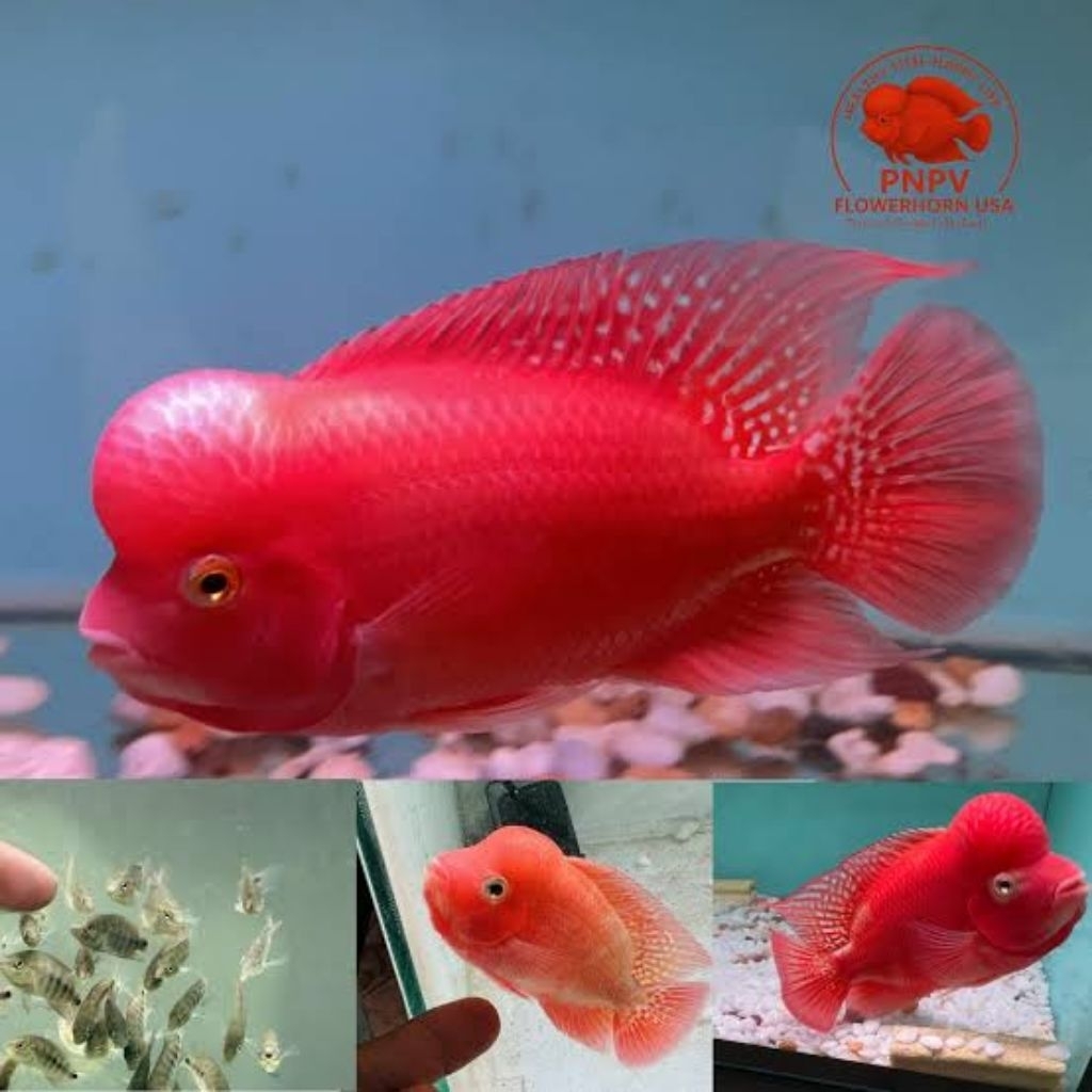 Stock Super Red Monkey 2-3cm ori thailand
