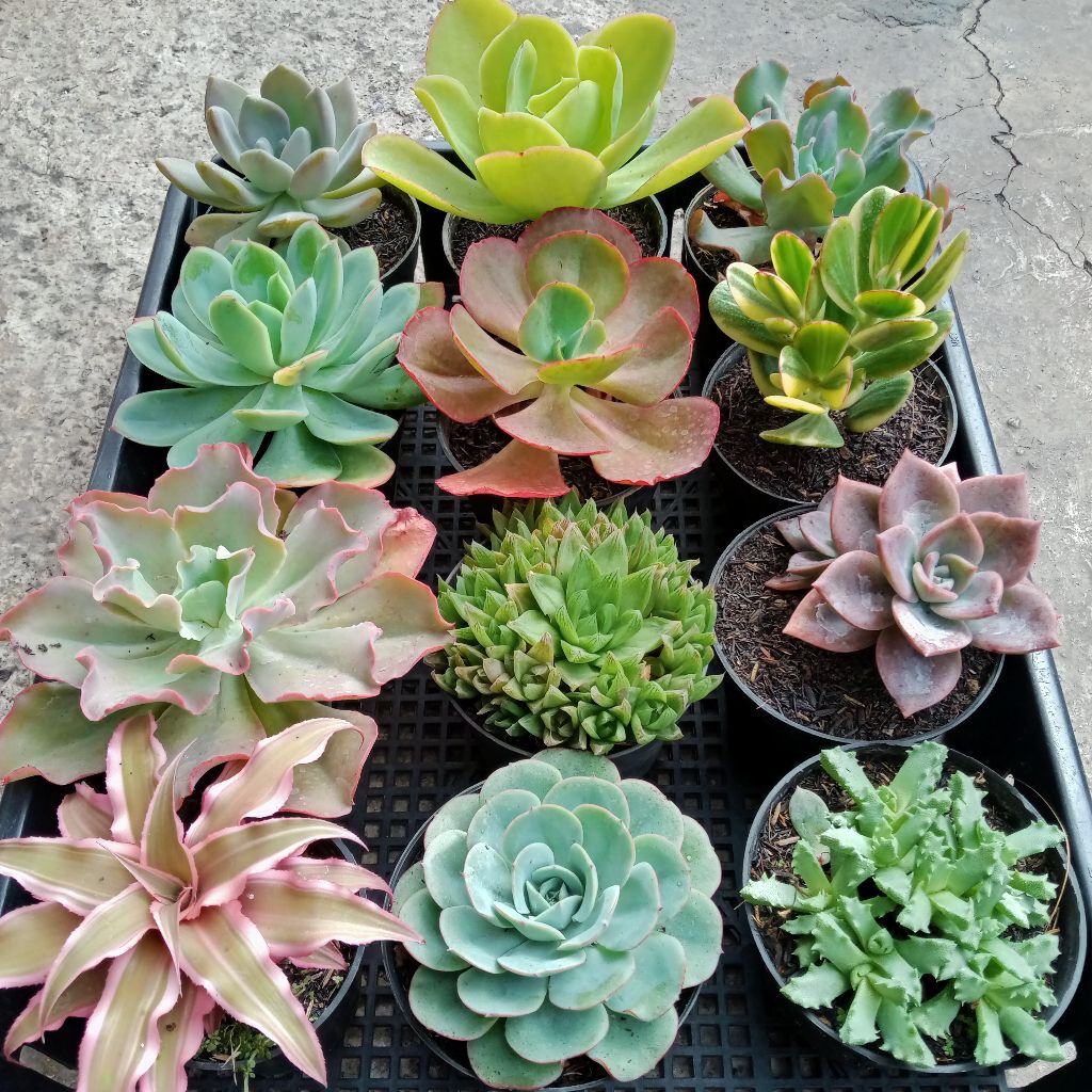 paket sukulen jumbo big onpot 10cm 12pcs