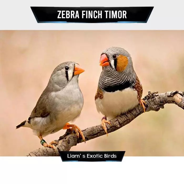 Zebra Finch Dewasa Pilihan Sepasang Siap Breeding Aviary Ternak