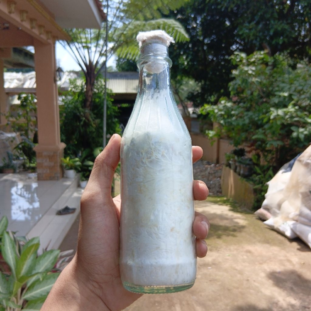 Bibit Jamur Tiram Coklat F2 Premium