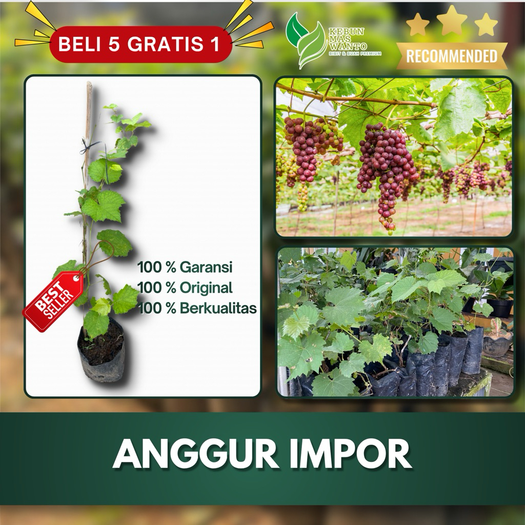 BIBIT BUAH ANGGUR ALL VARIETAS IMPOR-BIBIT ANGGUR IMPOR-BIBIT BUAH ANGGUR-BUAH ANGGUR IMPOR