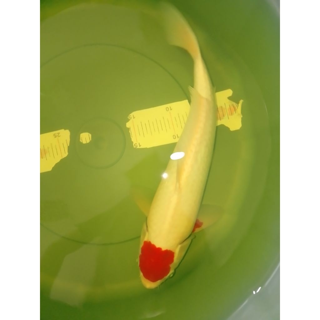 Ikan koi jenis Tancho Kohaku 38cm Pola Original