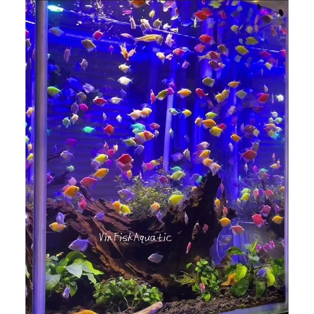 ikan glowfish tetra/glowfish warna warni, uk 4-5cm
