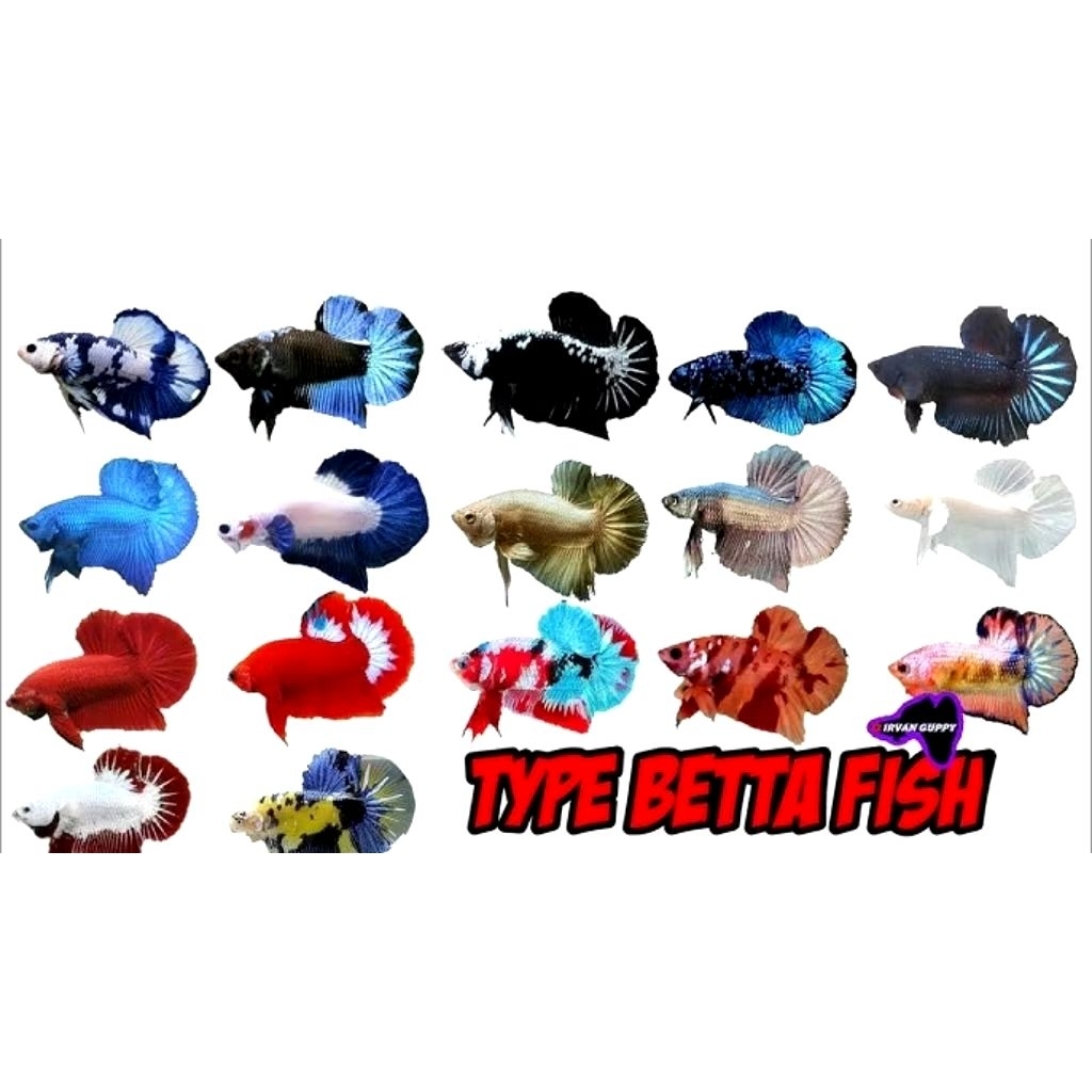 Plakat/HALFMOON-Double tail | Dumbo ear Size S+ sampai M Type Random