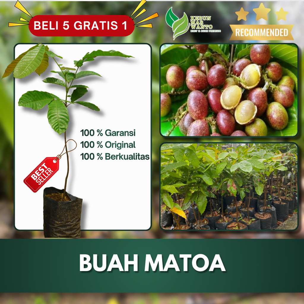 BIBIT BUAH MATOA HIJAU BIBIT SUPER CEPAT BERBUAH ORIGINAL SUPER UNGGUL IDOLA KEBUN-BIBIT MATOA