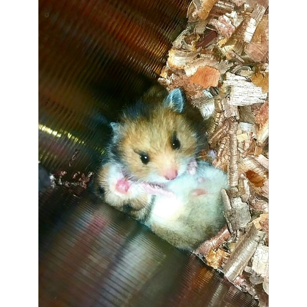 Hamster Syrian Anakan