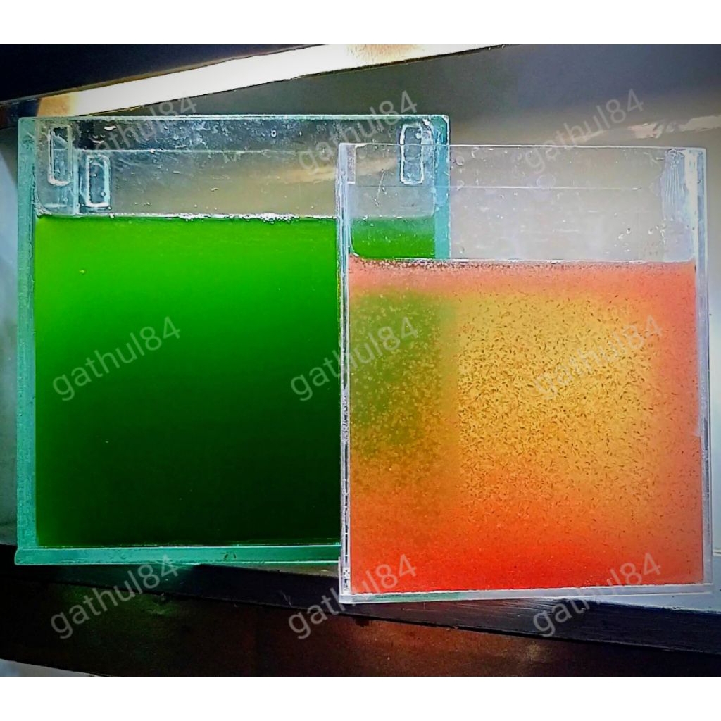 green water (chlorella) + kutu air moina