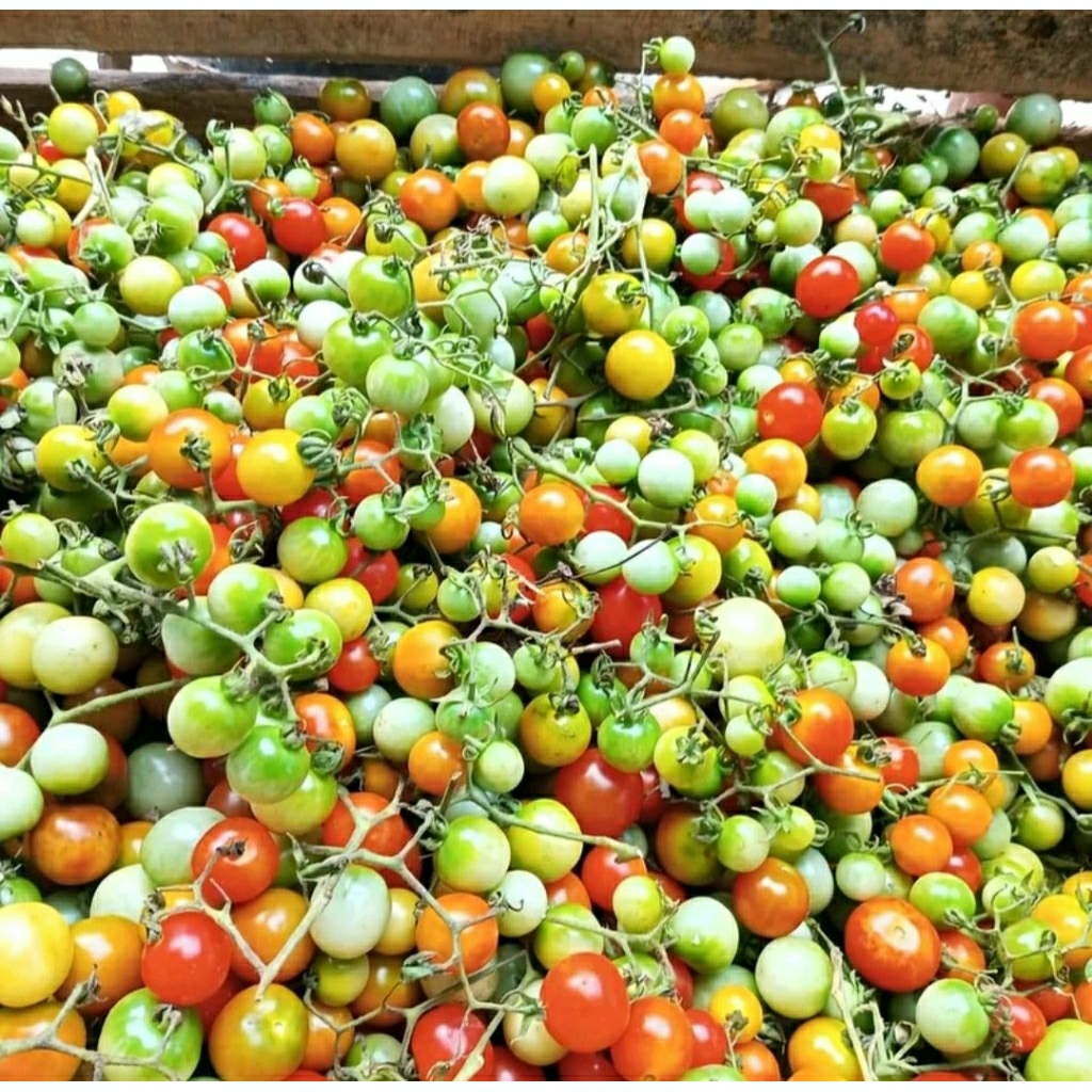 Tomat Rampai Kecil Segar 1kg / Rampai Sambal Segar Fresh