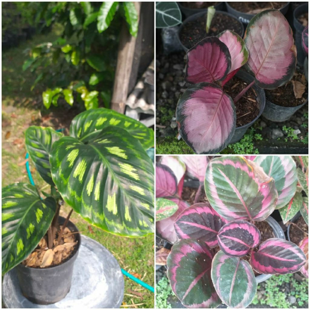Paket Hemat Calathea Libyana Crimson PinkJessy