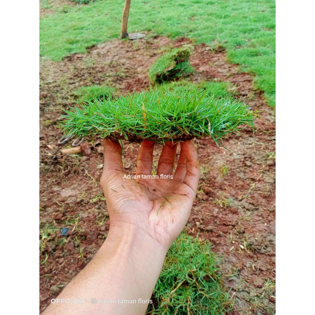 rumput Peking/rumput jepang 1meter x 1meter