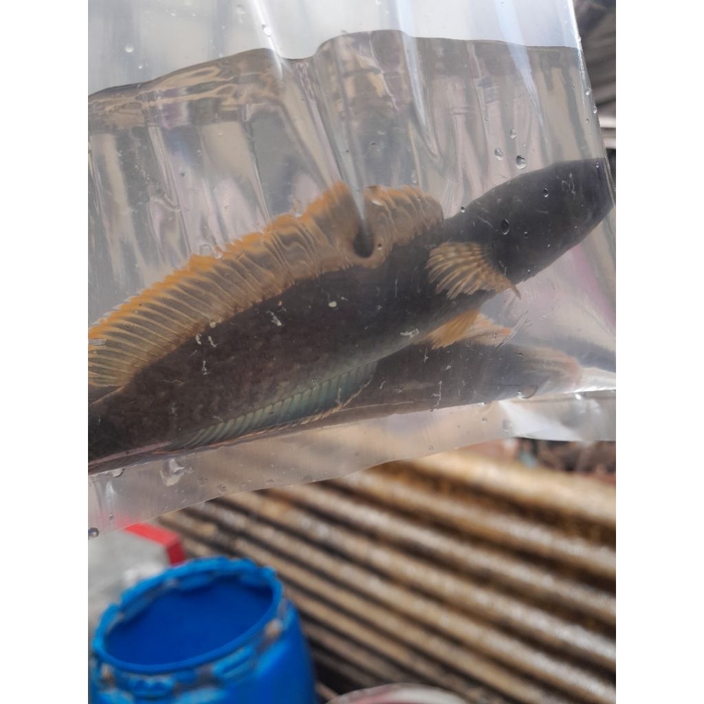 LIMBATA PAIR