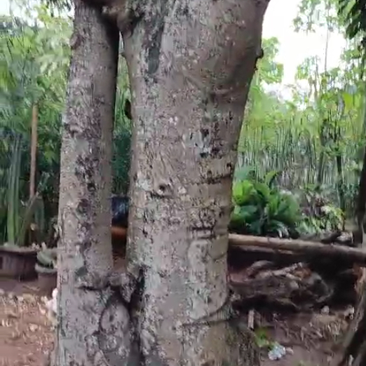 Pohon Randu Variegata Pilihan (Karakter Kaki Gajah)
