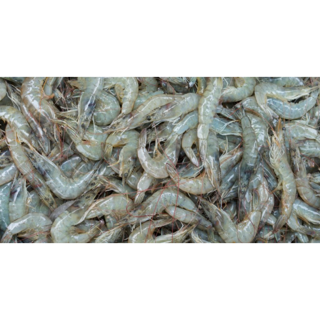 udang/vaname fresh